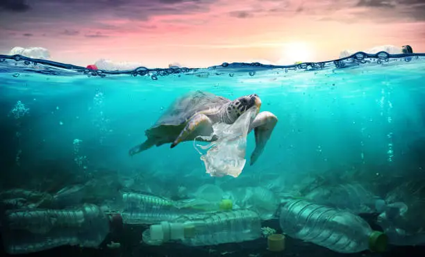 Photo of Plastic Pollution In Ocean - Turtle Eat Plastic Bag - Environmental Problem