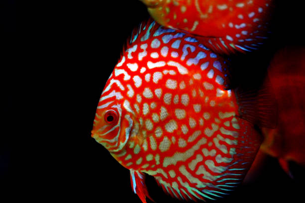 Pigeon Blood Discus fish - (Symphysodon sp.) The Pigeon Blood Discus requires an advanced level of care due to its feeding habits and water filtration requirements. Territorial during spawning, this otherwise peaceful fish is among the schooling group, forming a well-defined nuclear family. red pigeon blood discus stock pictures, royalty-free photos & images