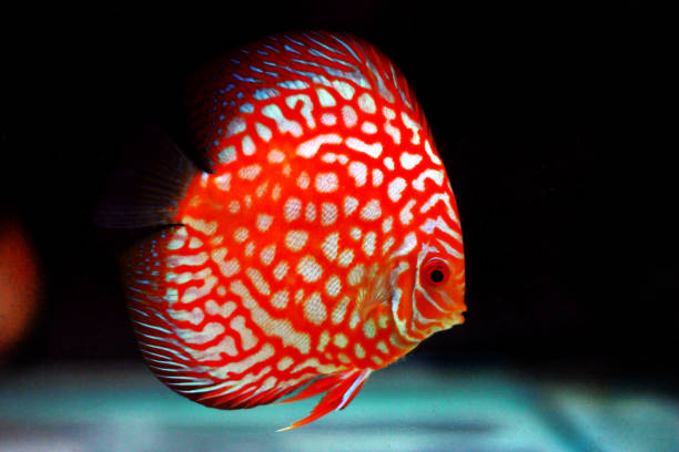 Pigeon Blood Discus fish - (Symphysodon sp.) The Pigeon Blood Discus requires an advanced level of care due to its feeding habits and water filtration requirements. Territorial during spawning, this otherwise peaceful fish is among the schooling group, forming a well-defined nuclear family. discus fish symphysodon stock pictures, royalty-free photos & images