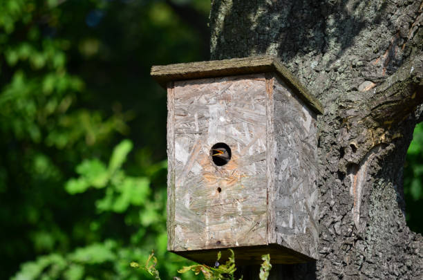 istock Young starling in the nestbox. 1131218391