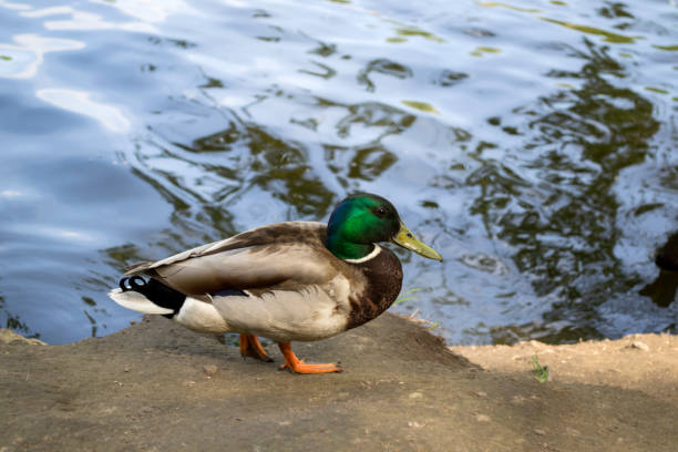 istock Beautiful duck near lake. 1131218412