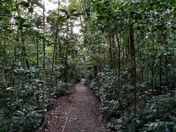 istock Monteverde Cloud Forest Costa Rica 1131219202