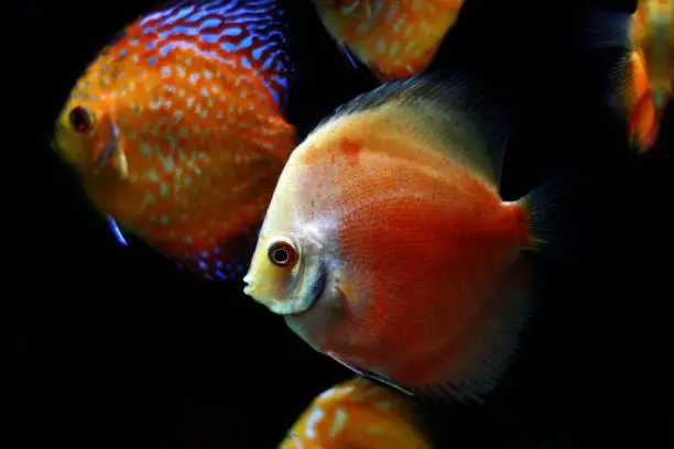 Red Marlboro Discus
(Symphysodon sp.)