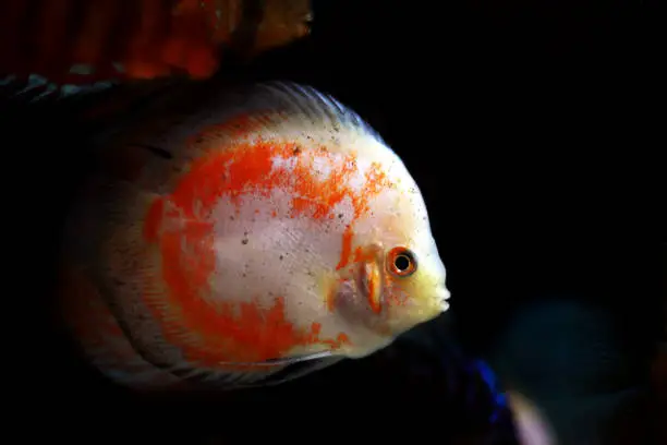 Red Marlboro Discus
(Symphysodon sp.)