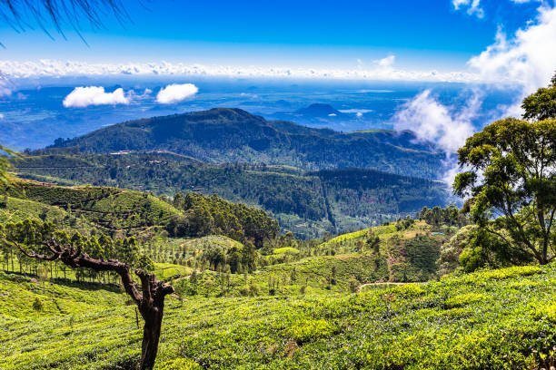 istock Tea plantation near Haputale. Sri Lanka. 1131219712