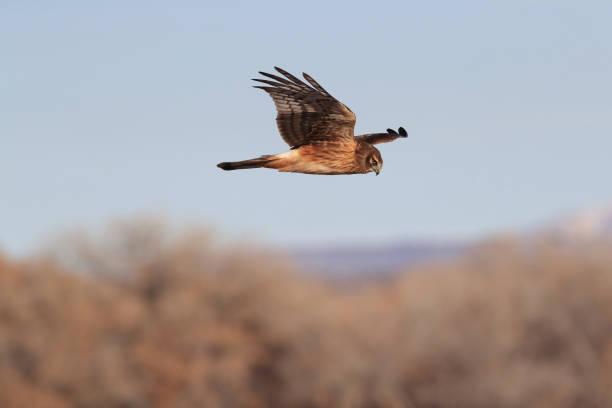 istock Northern Harrier ,Hawk, Bosque del Apache,wildlife reserve , New Mexico,USA 1131220390
