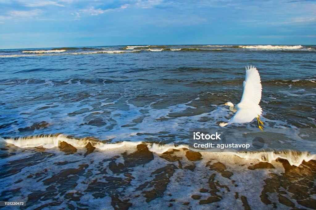 Heron sea bird flying over Beach with waves at dawn – South Carolina, USA Heron sea bird flying over Beach with waves at dramatic dawn – South Carolina, USA Animal Stock Photo