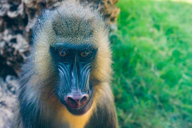 mandrill, mandrillus сфинкс, сидя на ветке дерева в темном тропическом лесу. место обитания животных в природе, в лесу. - brown capuchin monkey стоковые фото и изображения