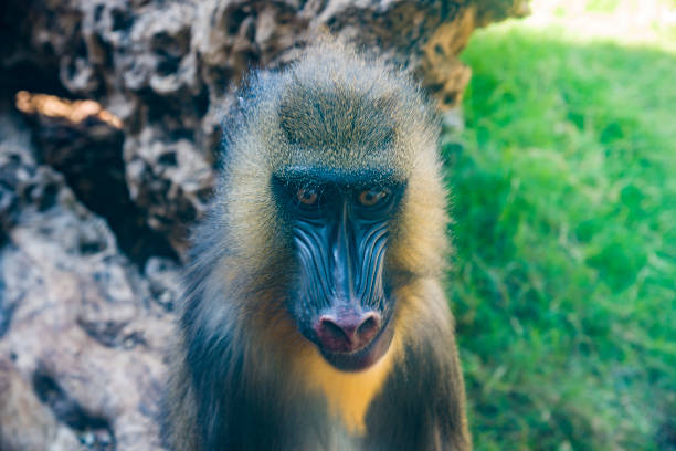 mandrill, mandrillus сфинкс, сидя на ветке дерева в темном тропическом лесу. место обитания животных в природе, в лесу. - brown capuchin monkey стоковые фото и изображения