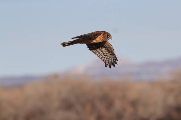 istock Northern Harrier ,Hawk, Bosque del Apache,wildlife reserve , New Mexico,USA 1131220618
