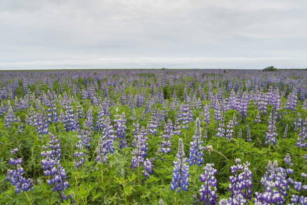 istock Flowers of Iceland 1131221683