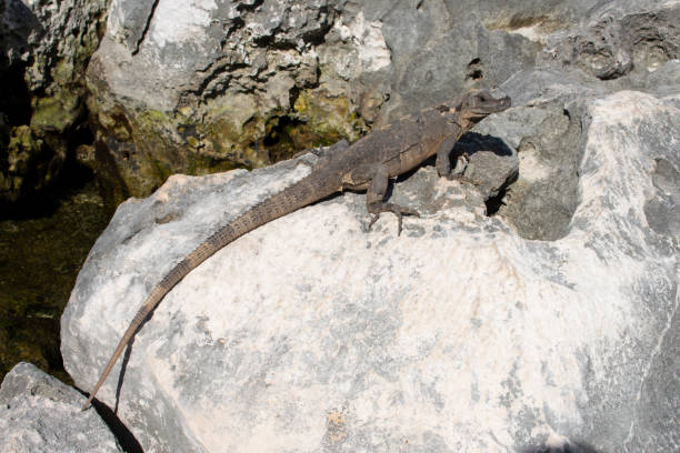 istock Large Iguana resting on stone during sunny day in Tulum, Mexico 1131221745