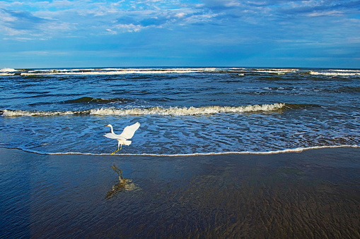 Heron sea bird landing on Beach with waves at dramatic dawn – South Carolina, USA
