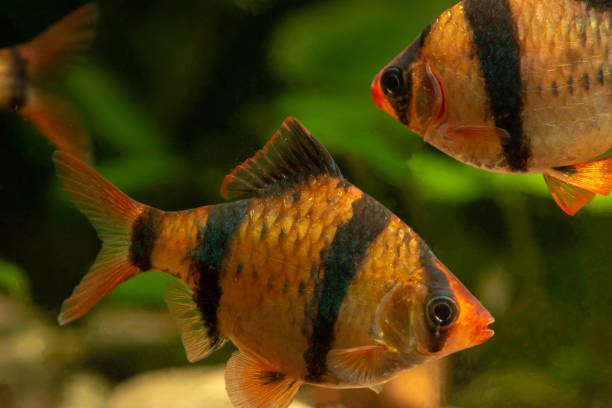 istock Tiger barb Puntius tetrazona in aquarium 1131223159