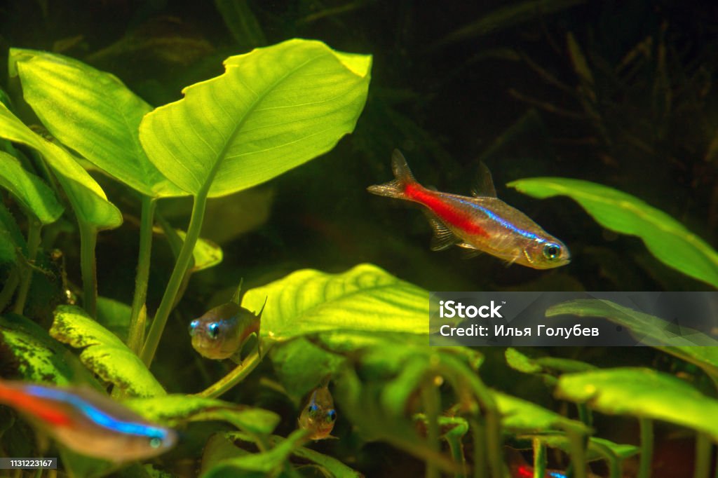 Cardinal Tetra in aqua Animal Stock Photo