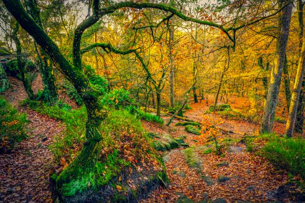 istock Rocks in a forest at autumn 1131223352