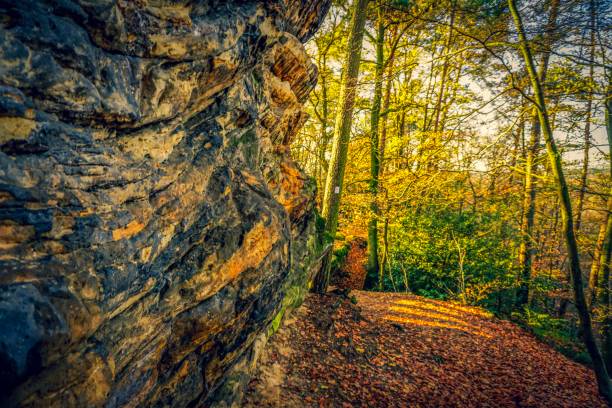 istock Rocks in a forest at autumn 1131223356