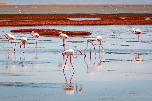 砂漠のフラミンゴウォルビス湾ナミビア - walvis bay ストックフォトと画像