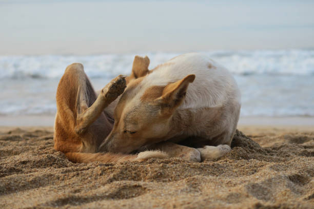 image of golden stray dog licking itself between legs on palolem beach sand, goa, india, wild mongrel dog laying on beach in morning sunshine golden hour - wild abandon imagens e fotografias de stock