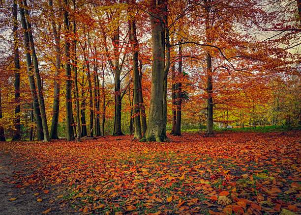 istock Leaves and trees in autumn 1131224912