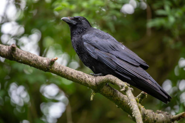 istock close-up view of beautiful black crow on tree branch 1131229372