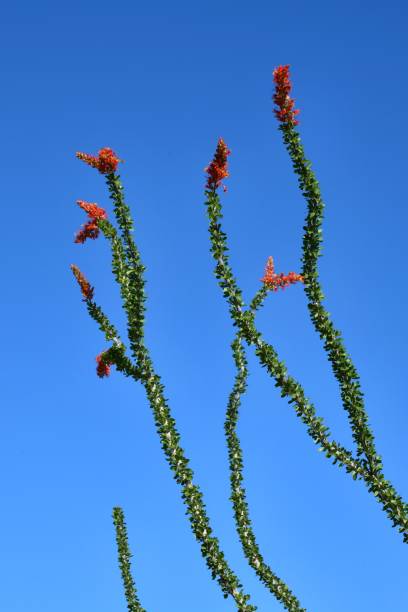 Blooming Ocotillo Red blooms form on an ocotillo cactus in Big Bend National Park. ocotillo cactus stock pictures, royalty-free photos & images