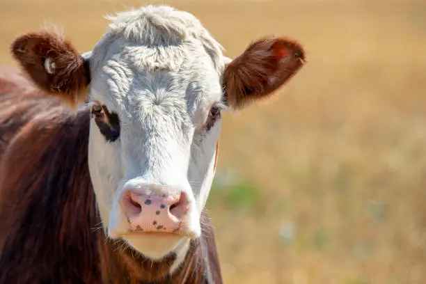 A white-faced hereford steer looks up from grazing in a field in summer