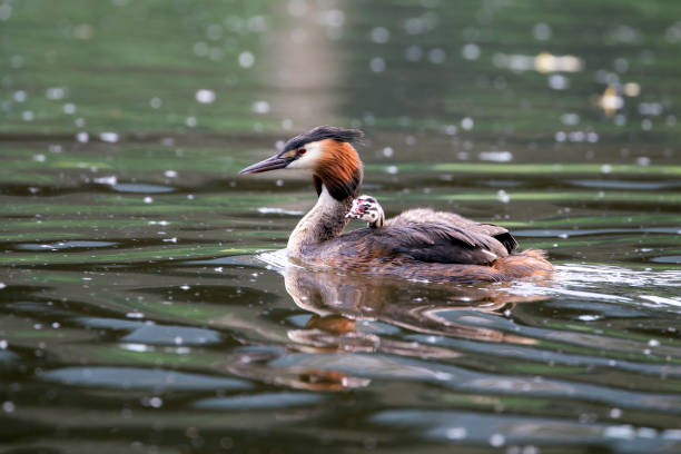 istock beautiful Great crested grebe with duckling swimming on calm lake 1131230784