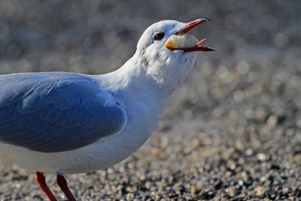 istock Seagull swallows a piece of bread 1131230802