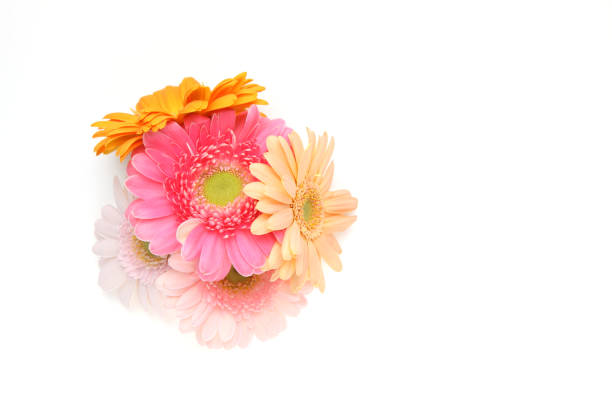 Gerber flowers
