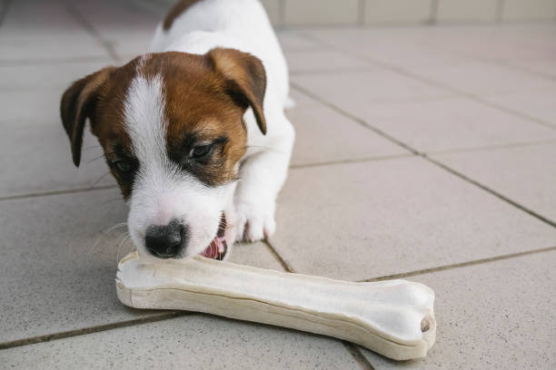 istock White and cute Jack Russell puppy 1131231433