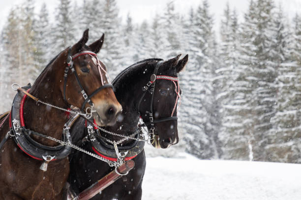 istock Horse carriage in mountains 1131232660