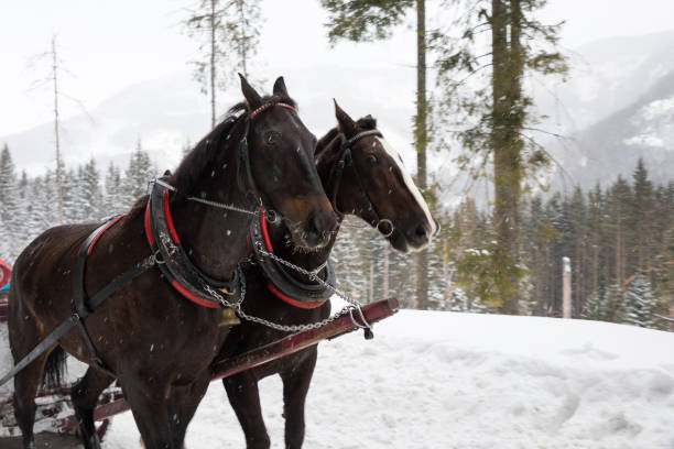 istock Horse carriage in mountains 1131232661