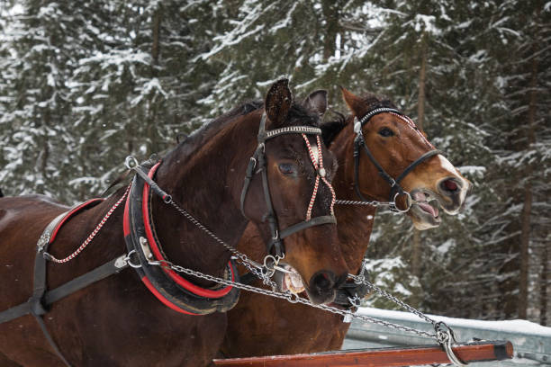 istock Horse carriage in mountains 1131232663