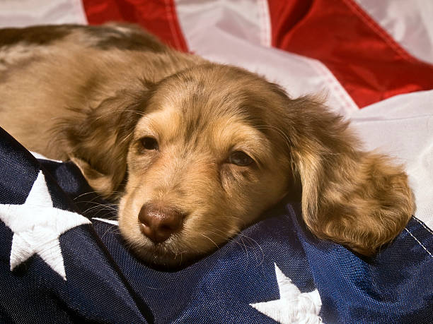 istock Sleepy Dachshund puppy and flag 113123346
