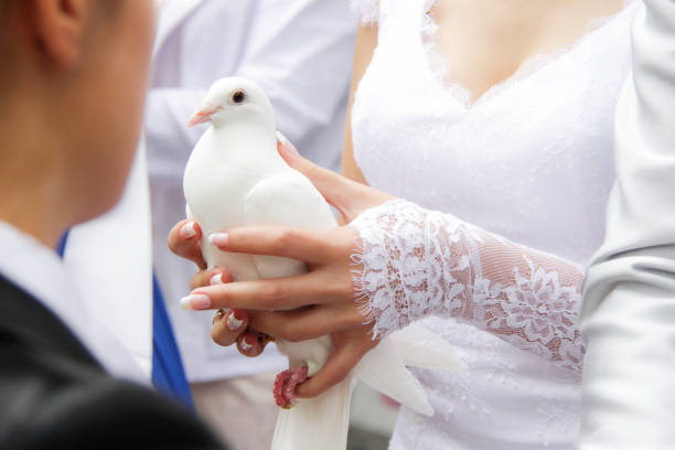 istock Wedding pigeon in the hands 1131234311