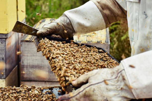 istock Close-Up of Beekeeper Inspecting Beehive 1131234526