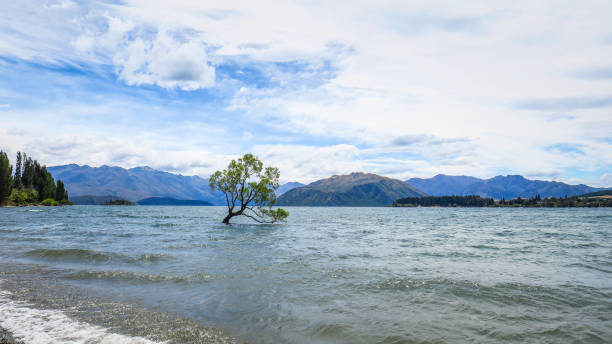 istock That Wanaka Tree and Lake in New-Zealand 1131234757