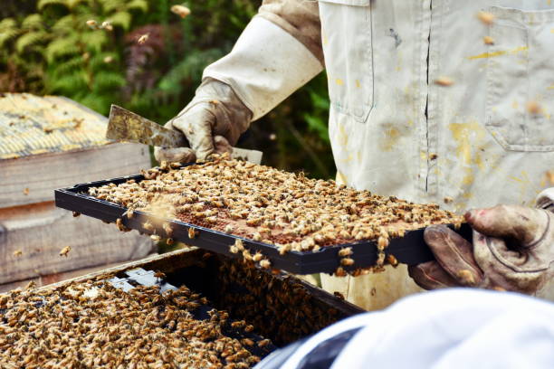 istock Close-Up of Beekeeper Inspecting Beehive 1131234784