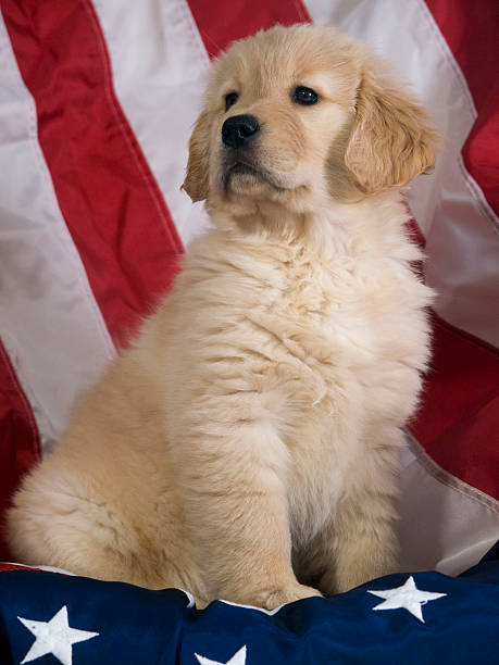 istock Golden Retriever Patriot 113123492