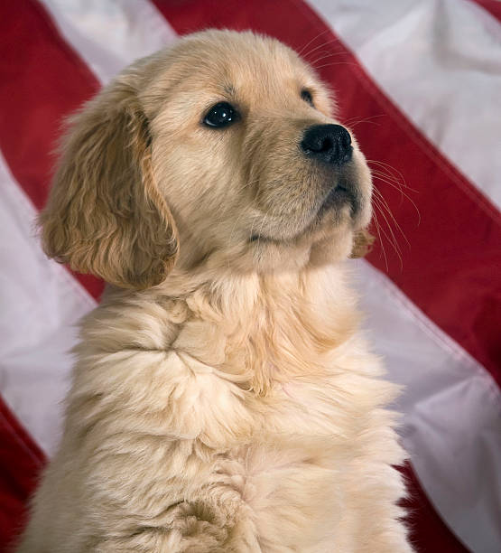 istock Patriotic Golden Puppy 113123496