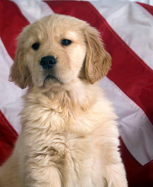istock Patriotic Golden Puppy 113123497