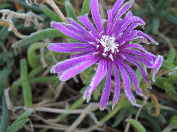 istock flozen purple flower 1131235571