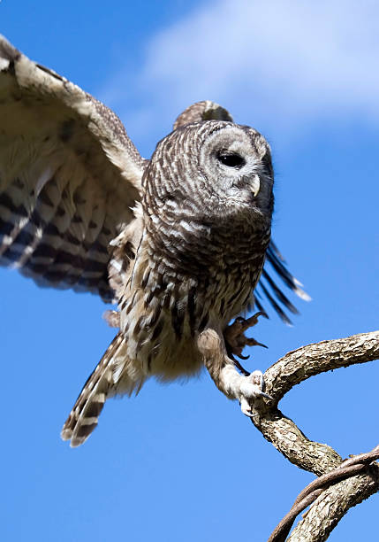istock Barred Owl Landing on Branch 113123558