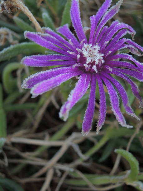 istock flozen purple flower 1131235600