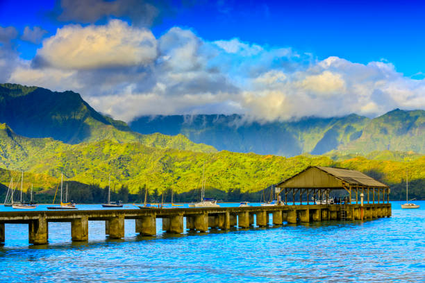 insel kauai auf hawaii - mystery forest ecosystem natural phenomenon stock-fotos und bilder