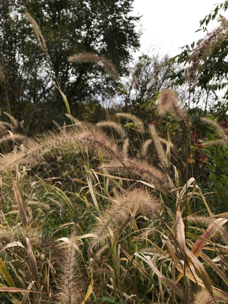 istock Close up of grass 1131236900