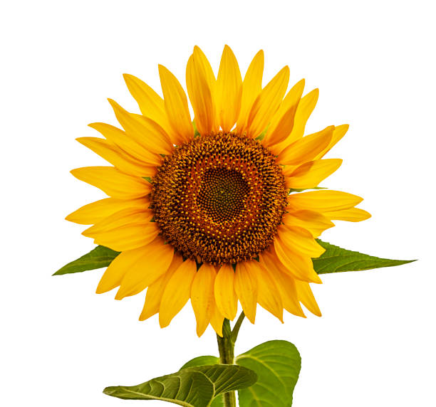 girasol, aislado en blanco. flor de aceite de semilla amarilla - sunflower flower flower bed light fotografías e imágenes de stock