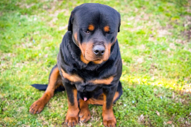 istock Beautiful rottweiler with straight gaze sitting on the grass 1131237287