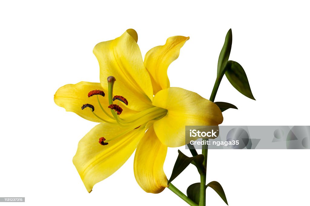 Nhụy Hoa Và Nhị Hoa Hiển Thị Trong Hoa Lily Màu Vàng Bị Cô Lập Trên Màu Trắng Hình Ảnh Hình ảnh Sẵn có - Tải xuống Hình ảnh Ngay bây giờ - Nhụy Hoa Và Nhị Hoa Hiển Thị Trong Hoa Lily Màu Vàng Bị Cô Lập Trên Màu Trắng Hình Ảnh Hình Ảnh Sẵn Có - Tải Xuống Hình Ảnh Ngay Bây Giờ -